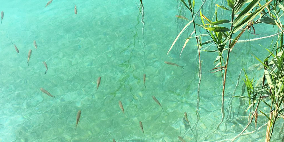 Fische-im-Bach Fische im Bach